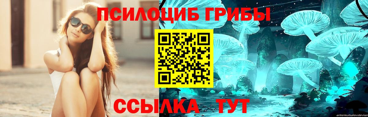 Отрадный  Псилоцибиновые грибы Cubensis  Вход с VPN 